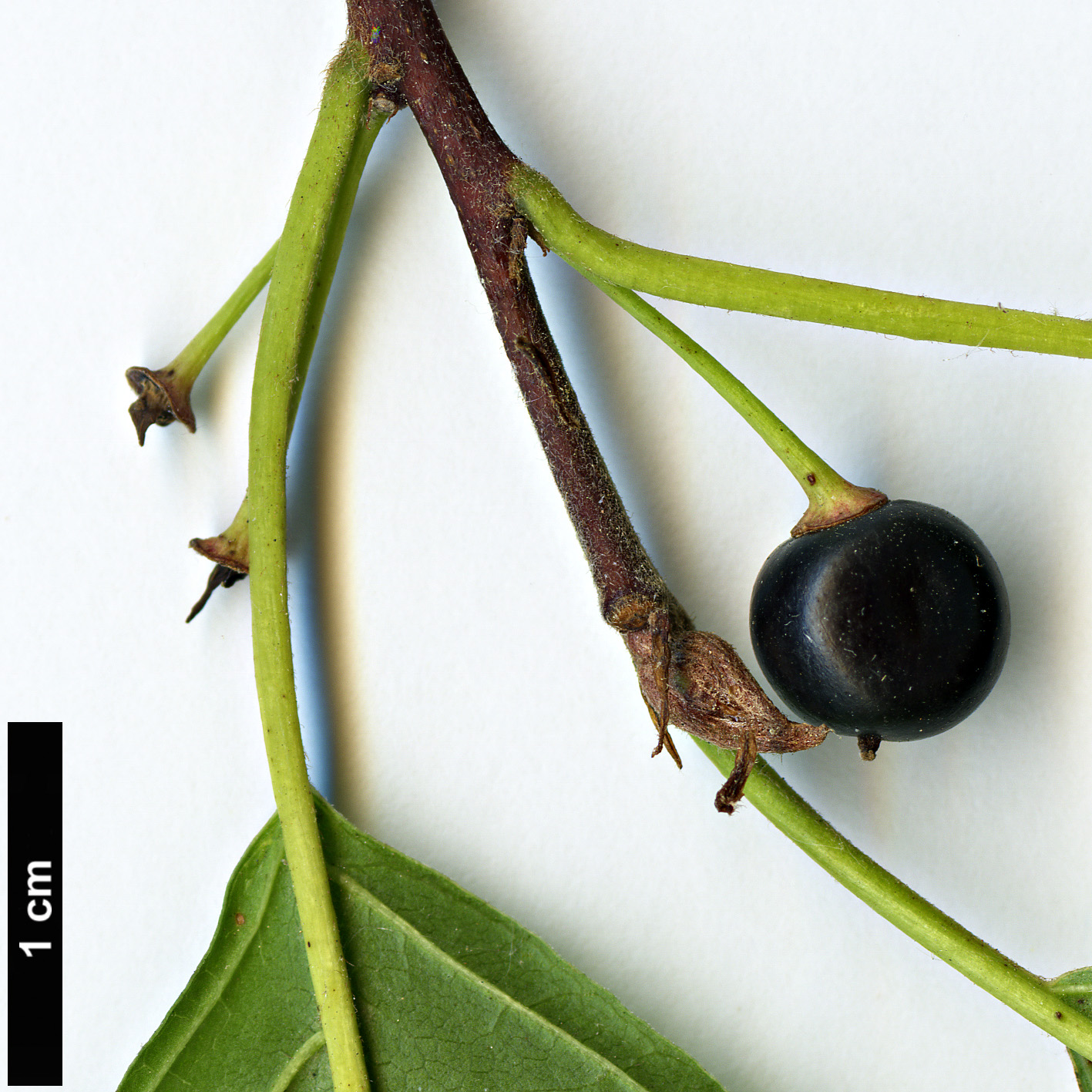 High resolution image: Family: Rhamnaceae - Genus: Frangula - Taxon: alnus